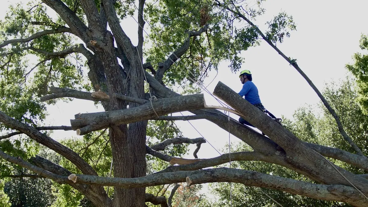 Professional Crown Thinning performed by certified arborists in Breda